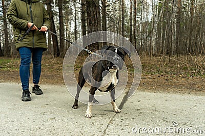 fighting dog boxer on a leash walking in the woods Stock Photo