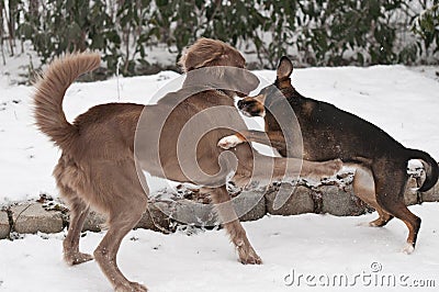 Fighting dogs Stock Photo