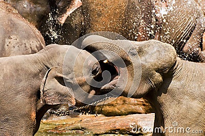 Fighting elephants Stock Photo