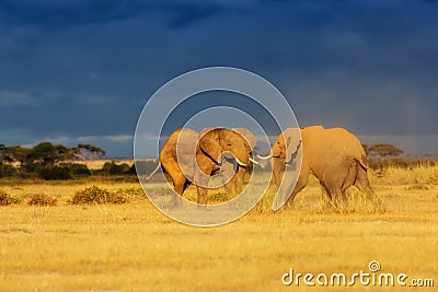 Fighting Elephants Stock Photo