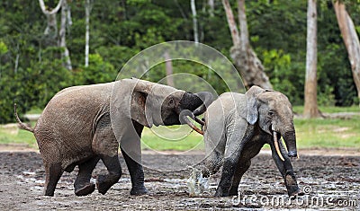 Fighting Elephants Stock Photo