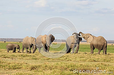 Fighting elephants Stock Photo