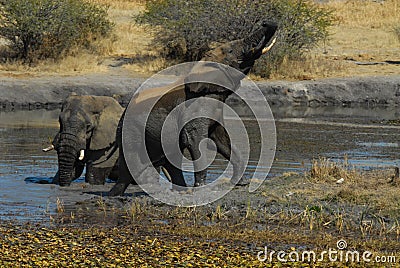 Fighting elephants at waterhole Stock Photo