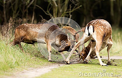 Fighting Fallow deer Stock Photo