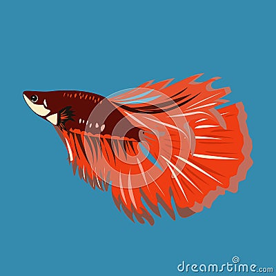 Fighting fish brisk fish is also called Siamese Cockerel Stock Photo