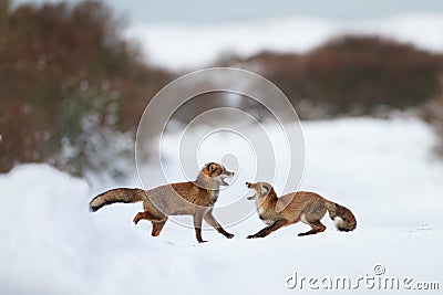 Fighting foxes Stock Photo
