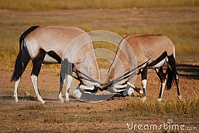 Fighting Gemsbok (Oryx gazella) Stock Photo