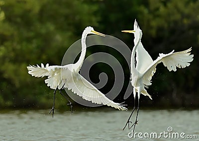 The fighting great egrets Stock Photo