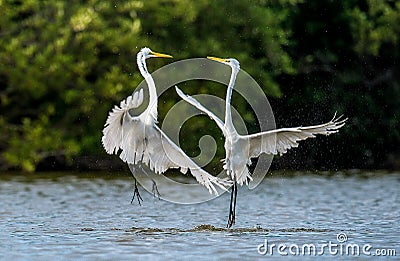 The fighting great egrets ( Ardea alba ) Stock Photo