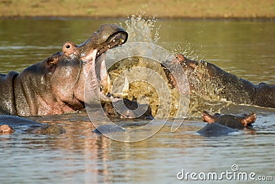 Fighting hippos Stock Photo