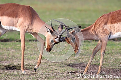 Fighting Impala Antelope Stock Photo