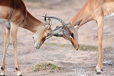 Fighting Impala Antelope Stock Photo