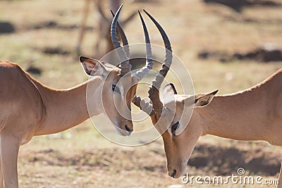 Fighting Impala males close up, Kruger Park, South Africa Stock Photo