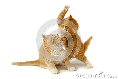 Fighting kittens Stock Photo