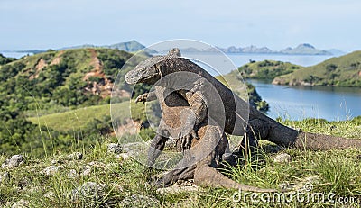 The fighting Komodo dragons for domination. Stock Photo