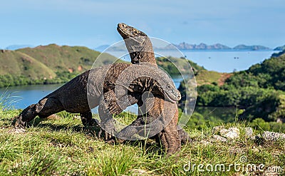 The Fighting of Komodo dragons Stock Photo