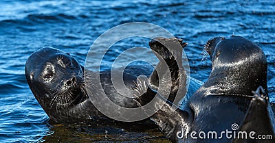 Fighting Ladoga ringed seals. Blue water background. Scientific name: Pusa hispida ladogensis. Stock Photo