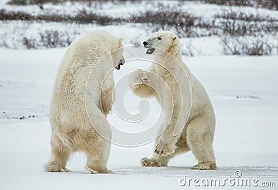 Fighting Polar bears (Ursus maritimus ) on the snow. Arctic tundra. Two polar bears play fighting. Polar bears fighting on snow h Stock Photo