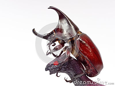 Fighting or rhinoceros beetle fighting with black toy dinosaur isolated on white background Stock Photo