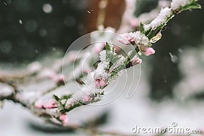 Blooming peach and winter Stock Photo