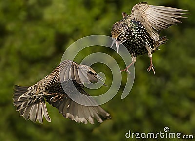 Fighting Starlings Stock Photo