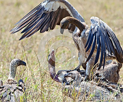 Fighting White-backed vultures Stock Photo