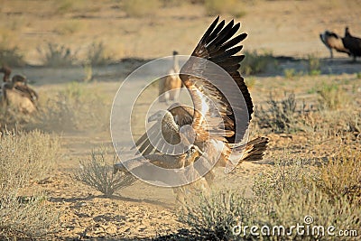 Fighting white-backed vultures - South Africa Stock Photo