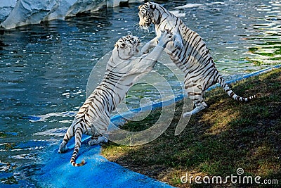 Fighting white tigers Stock Photo