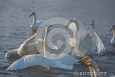 Fighting white whooping swans Stock Photo