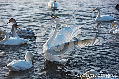 Fighting white whooping swans Stock Photo