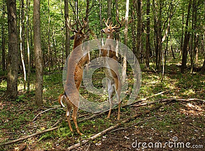 Fighting Whitetail Deer Bucks Stock Photo