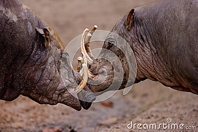 Fighting Wild Boars Stock Photo