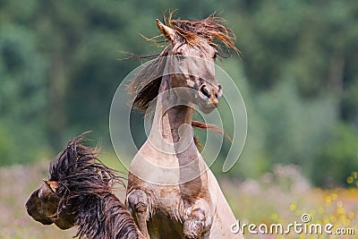 Fighting wild horses in The Netherlands Stock Photo