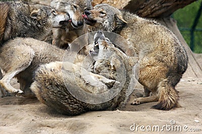 Fighting wolves Stock Photo
