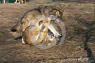 Fighting wolves Stock Photo