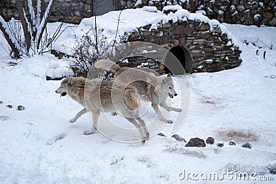 Fighting wolves Stock Photo