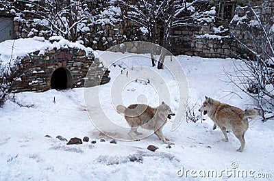 Fighting wolves Stock Photo