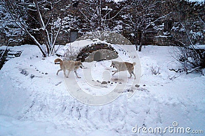 Fighting wolves Stock Photo