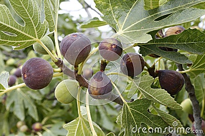 Figs Stock Photo