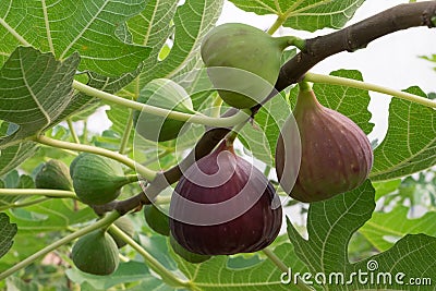 Figs on the branch Stock Photo