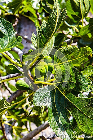 Figs on the branches of a fig tree closeup Stock Photo