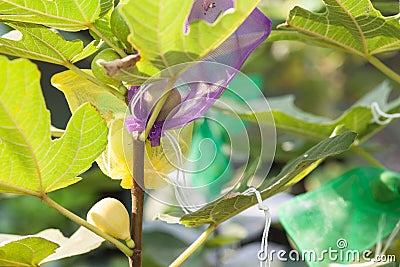 Figs fruit in wrapping bag Stock Photo