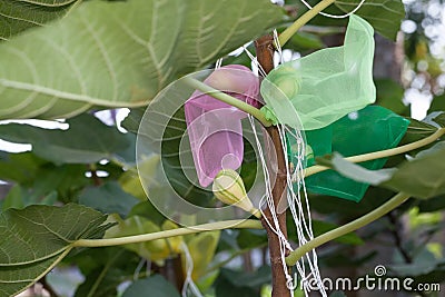 Figs fruit in wrapping bag Stock Photo