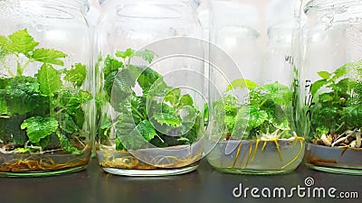 Figs plant tissue culture bottles. Stock Photo