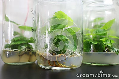 Figs tissue culture. Stock Photo