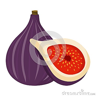 Figs vector.Fresh figs illustration. Vector Illustration