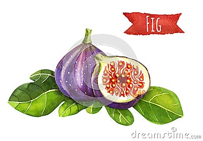 Figs, watercolor illustration, clipping path included Cartoon Illustration