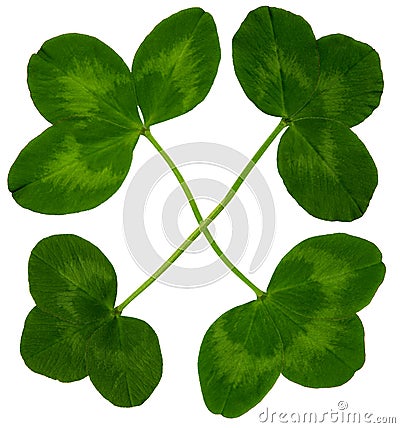 LuckClover Stock Photo