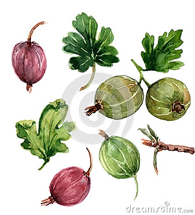 Figure gooseberries with green leaves in several angles. Painted in watercolor Stock Photo