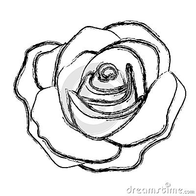 figure rose with its petal icon Stock Photo